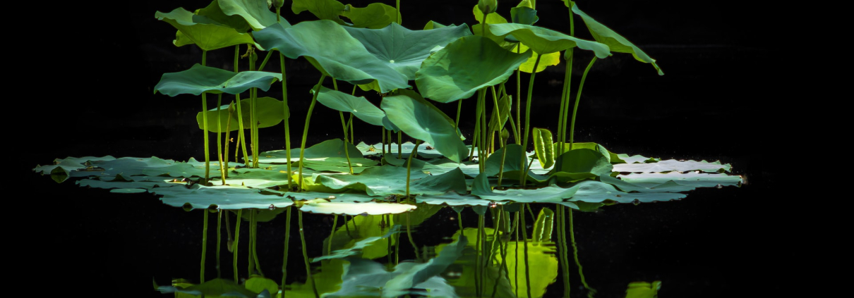 Image by Alfred Schrock