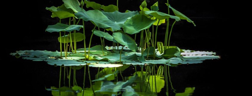 Image by Alfred Schrock